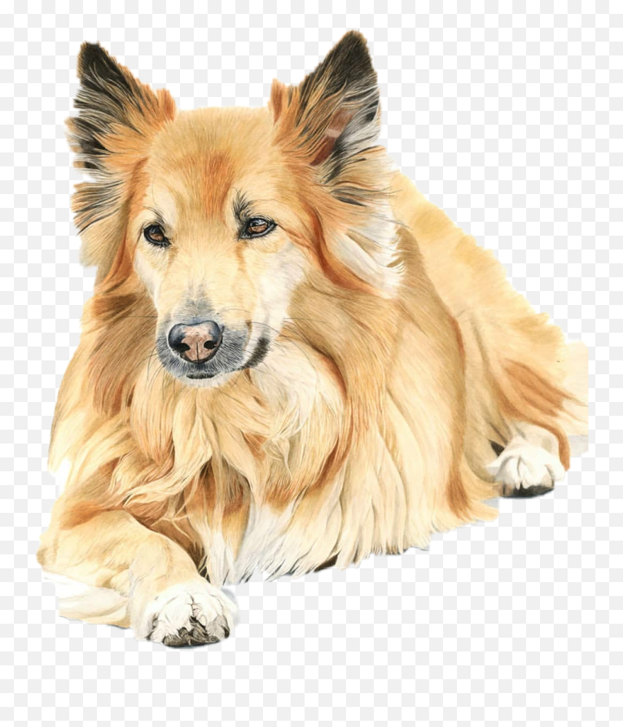 Collie Sticker - Northern Breed Group Emoji,Collie Emoji