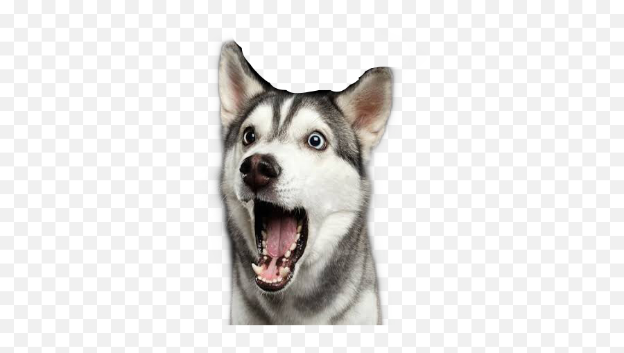 The Most Edited Asombro Picsart - Surprised Dog Emoji,Emoticon Asombro