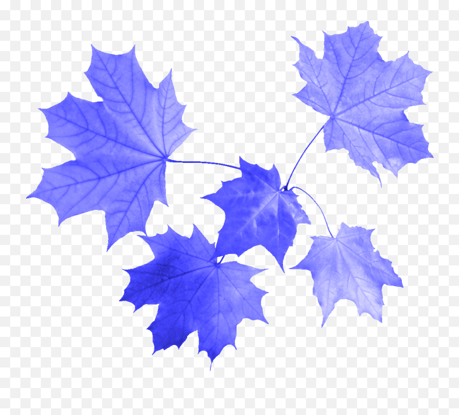 Secret Subject Swap - Leaf Group Png Emoji,Little Yellow Maple Leaf Meaning In Emotions