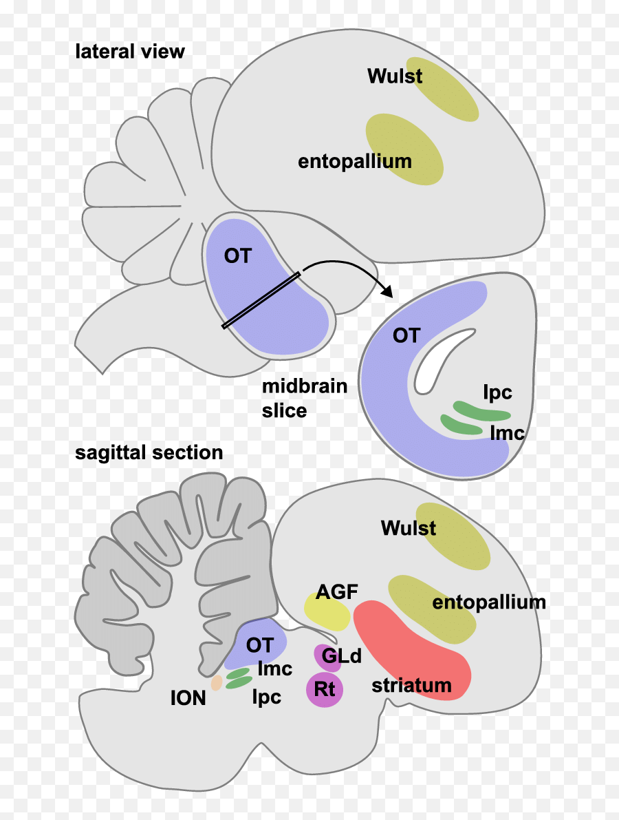 E Schematic Diagram Of The Bird Brain - Bird Brain Optic Tectum Emoji,Emotion Location In Brain