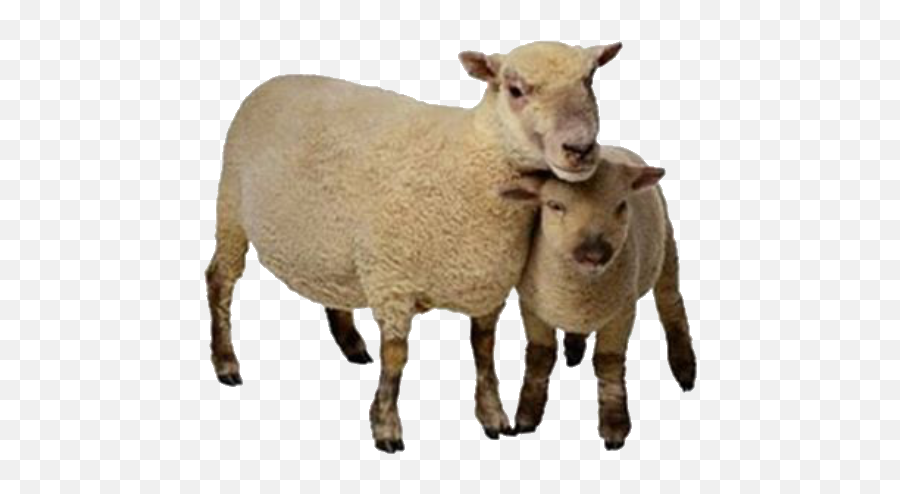 Cottagecore Farmanimals Farm Animals - Animal Cut Out Png Emoji,Lamb Emoji