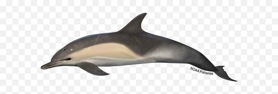 Common Bottlenose Dolphin - Short Beaked Common Dolphin Colour Emoji,Rare Dolphin Emoticon