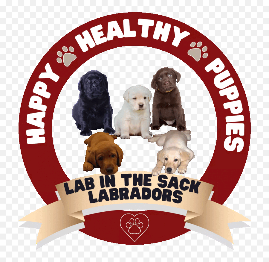 Lab In The Sack Labradors - Parque Do Peão Emoji,Labrador Retriever Happy Birthday Emoticon