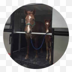 Balanced Ride Trailers Emoji,Facebook Emoticons. Rearing Horse