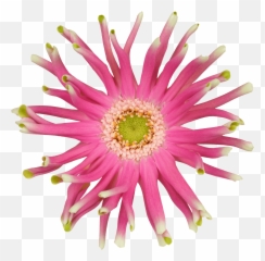 Pastini Bloemen Dens Emoji,Inside Out Bicolor Emotion