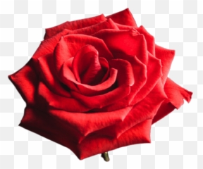 Change Png Color Tone - Online Png Maker Emoji,Ascii Flower Emoji