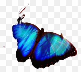 Butterflay Png Images Download Butterflay Png Transparent Emoji,Orange Butterfly Emoji