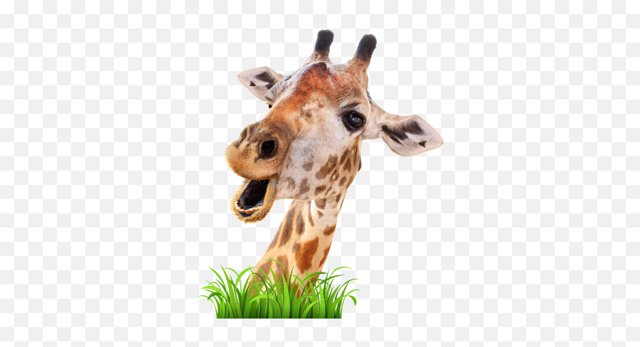 Live Giraffes - Cute Wild Animals African Animals Emoji,Giraffe Emoticon Iphone