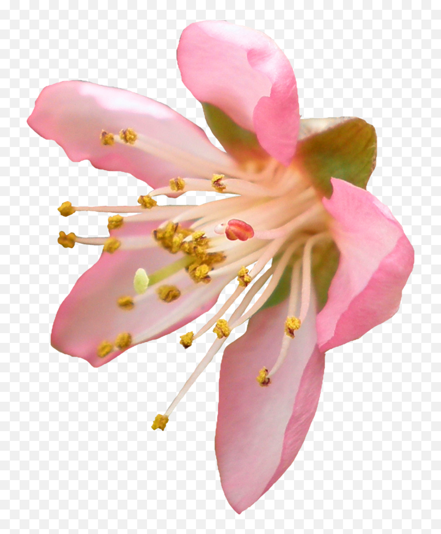 Cherry Blossom Png Transparent - Blossom Transparent Png Flower Png Cherry Blossom Transparent Background Emoji,Cherry Blossom Emoji
