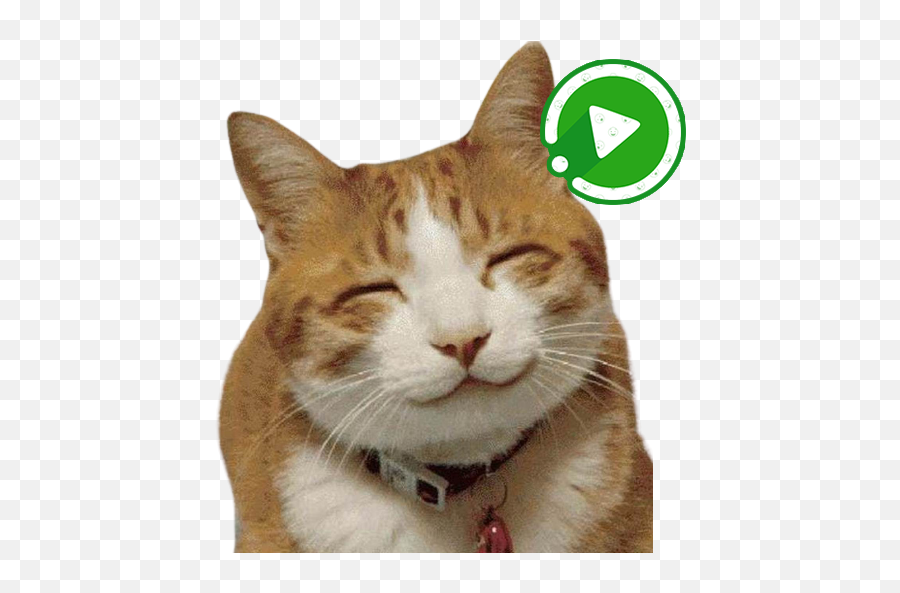 Animado Wastickerapps Gatos E Gatinhos Autocolante U2013 Apps No - Srtan Kedi Emoji,Emoticons Que Se Mechem