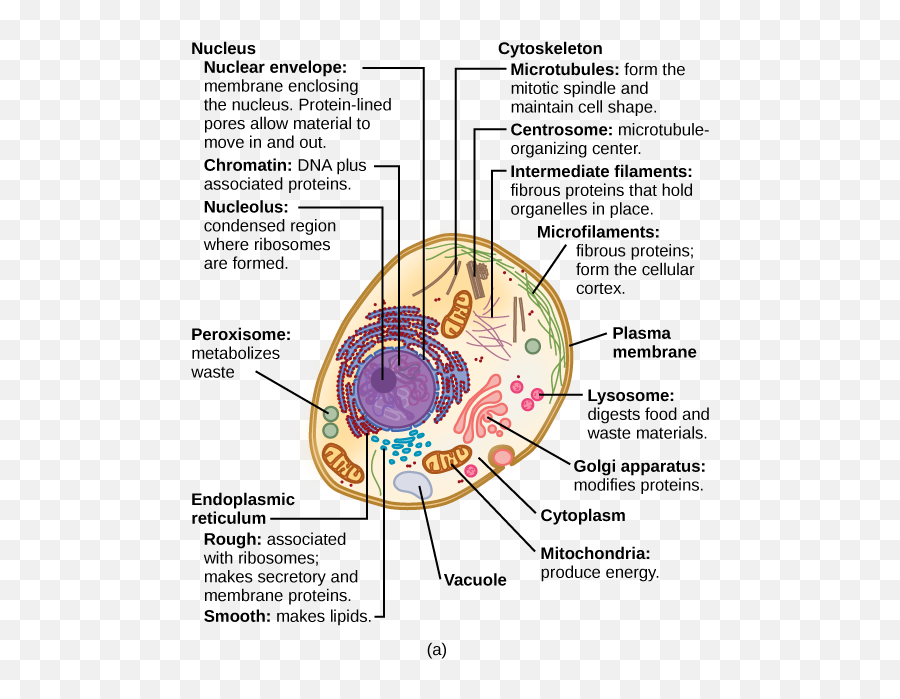 Concepts Of Biology - 1st Canadian Edition Dot Emoji,Bioligal Elemnts Of Emotion