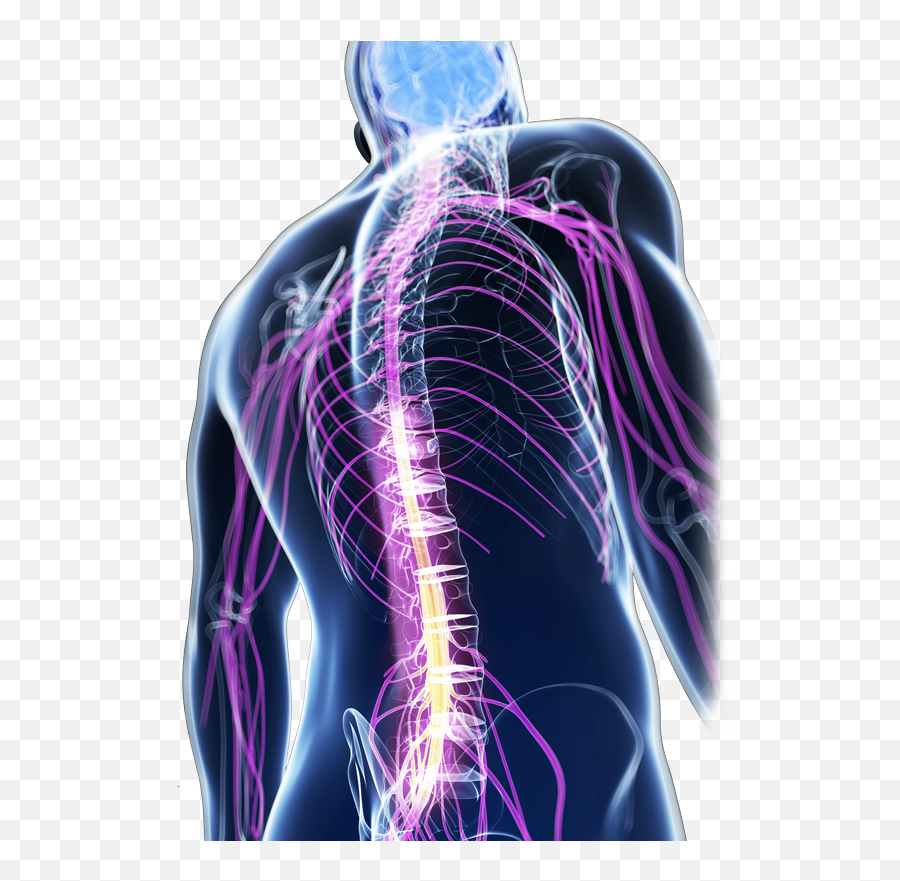 Mental Intelligence - Traumatismo De La Medula Espinal Emoji,Brain Emotion Wiring