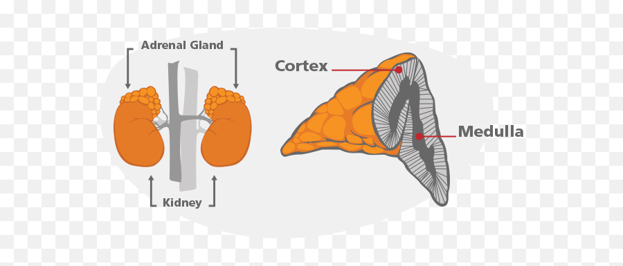 Metabolic Leader - Disease Adrenal Glands Emoji,