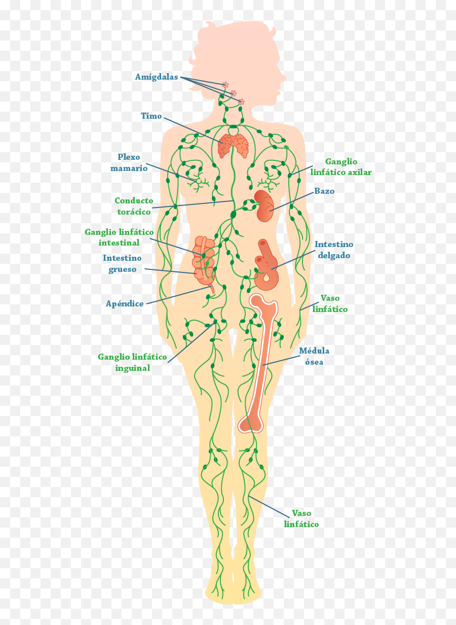 Linfedema Efectos Secundarios Del Tratamiento Contra El Emoji,Que Significa El Emoticon Un Cuadro Con Una X Dentro