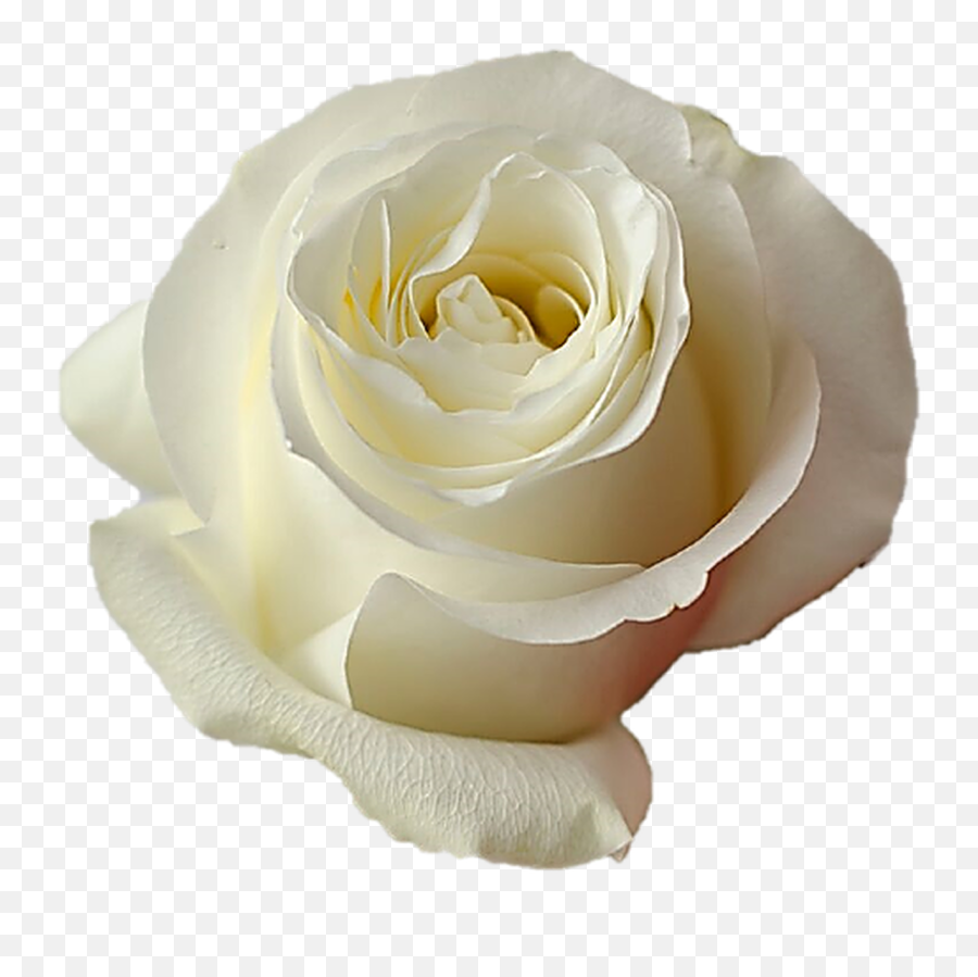 Proud White Roses Wholesale - Long Stem 50 Cm Emoji,Sweet Emotion Stems