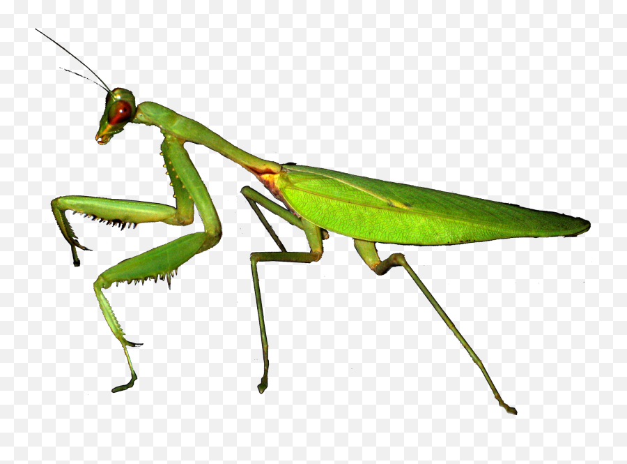 Insects Mantis Green Sticker - Mantis Transparent Emoji,Mantis Emoji