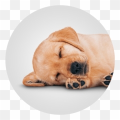Doggy Daycare Franklin Wi Emoji,Franklins Bad Day Emotions