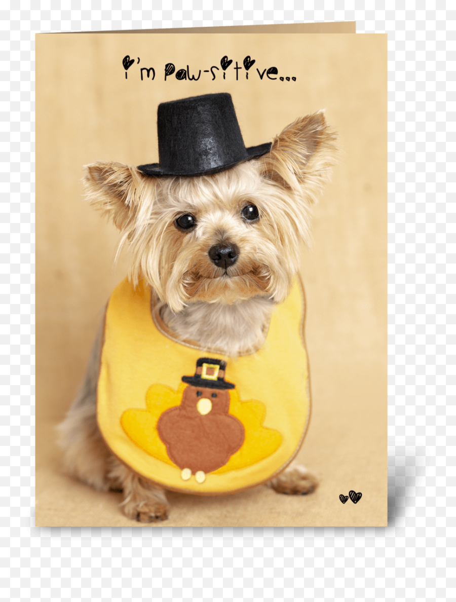 Thanksgiving Puppy - Thanksgiving Emojis With A Dog,Yorkie Emoji