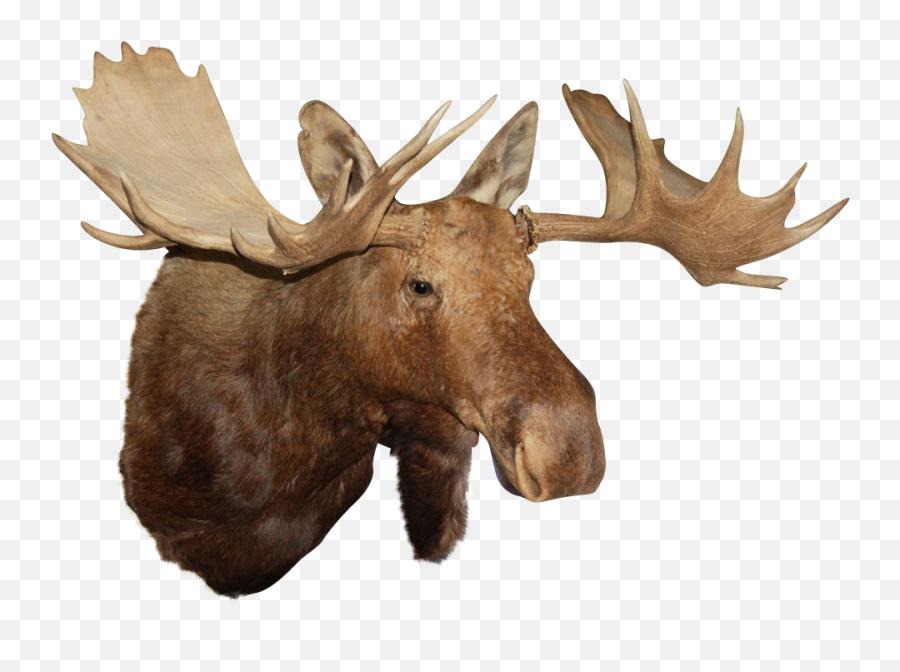 Moose Silhouette Png Moose Head Png - Moose Head Png Emoji,Moose Emoji