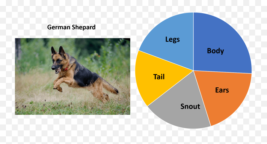 Pie Graphs Of Dogs U2013 Branded Sports - Old German Shepherd Dog Emoji,German Sheppherd Emotions Based On Ears