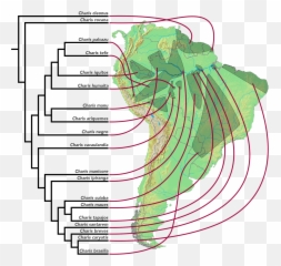 Allopatric Speciation - Wikipedia Emoji,Different Emotions To Discribe Peace
