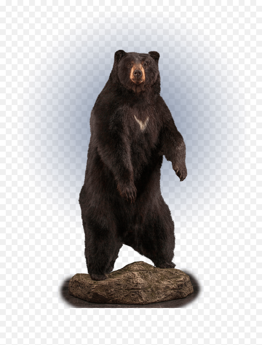 Black Bear Bb112 Our Work Kanati Studio Emoji,Bear Up Emoji