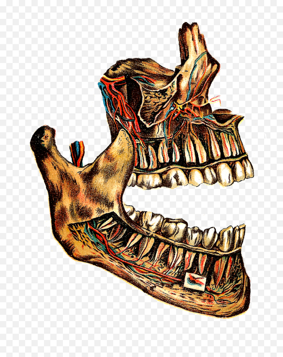 Humans Clipart Jaws Humans Jaws Transparent Free For - Jaw Anatomy Drawing Emoji,Jaws Emoji