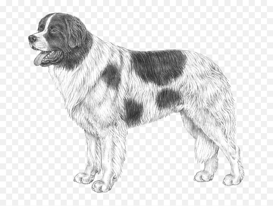 Landseer Ect - Pedigreed Breeds Dogwellnetcom Hund Svart Och Vit Emoji,Bernese Mountain Dog Emoji