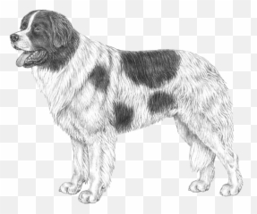 Landseer Ect - Pedigreed Breeds Dogwellnetcom Hund Svart Och Vit Emoji,Bernese Mountain Dog Emoji