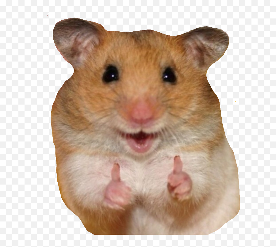 Hamster Meme A Cute Thing Which Brings Smiles On Faces - Cute Happy Animals Emoji,Emotion Memes