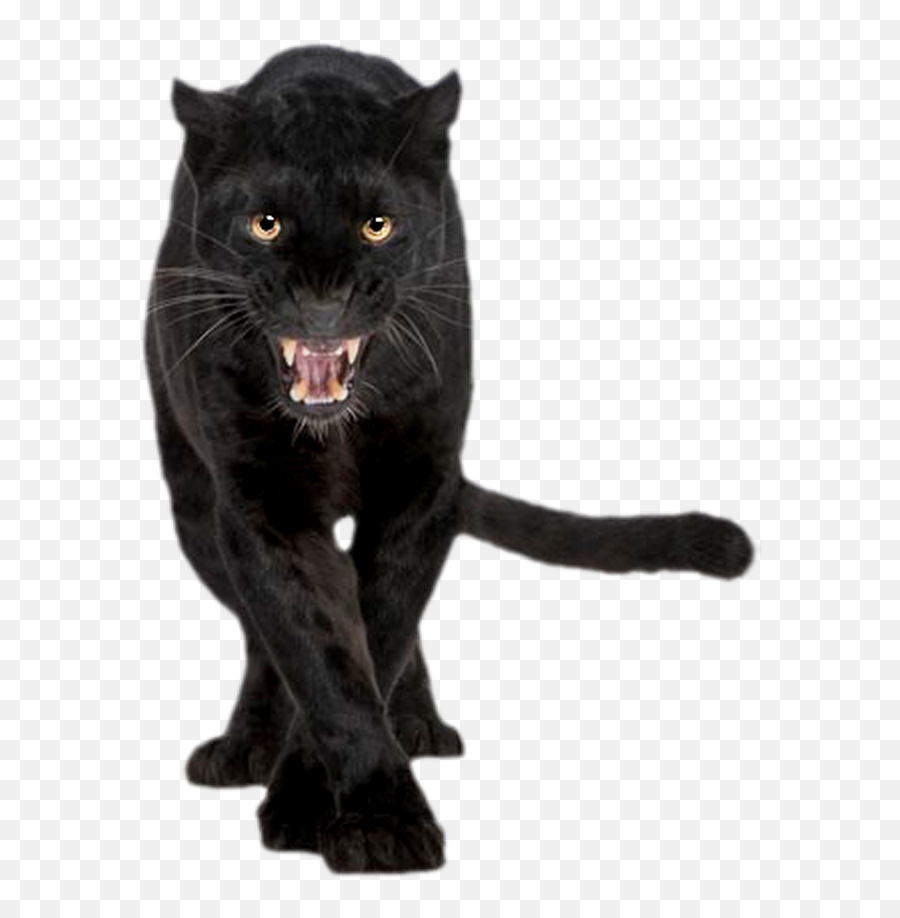 Black Panther Jaguar Cougar Felidae Cat - Panther Front Emoji,Black Panther Twitter Emoji