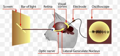 Exploring The Potential Of Convolutional Neural Networks - Language Emoji,Cat Ears React To Emotions