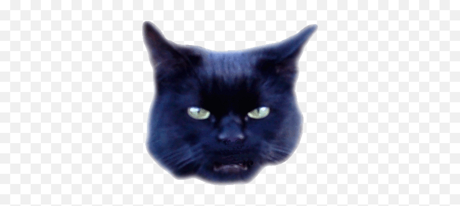 B3tacom Board - Black Cat Emoji,Laughing Emoticon Animated .gif Small