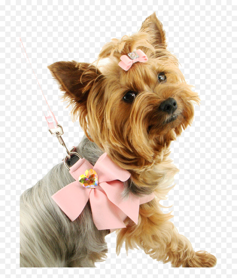 Imagen Png De Perro Hd - Small Dogs Emoji,Yorkie Emoji