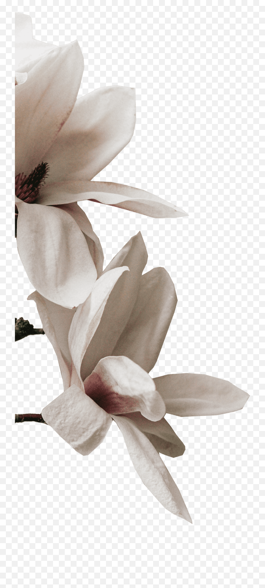 Lucas Saiter Ma Lmhc - Claritytherapynyccom Chinese Magnolia Emoji,Sweet Emotion Video Images