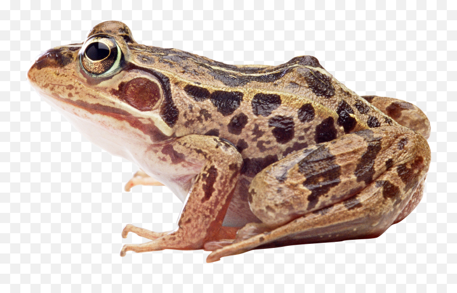 Frog Png Transparent Hd - Frog Png Free Download Emoji,What Is Coffee Frog Emoji