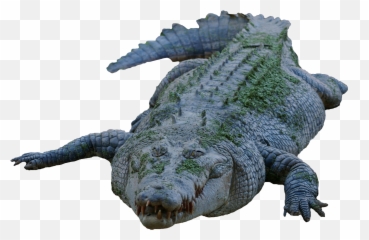 Aardvark Clipart Pnglib U2013 Free Png Library Emoji,Alligator And Man Emoji