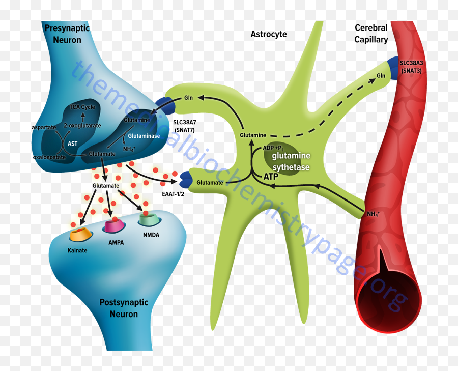 Biochemistry Of Nerve Transmission - The Medical Metabolismo Cerebral Del Nitrógeno Emoji,Neurotransmitters And Emotions