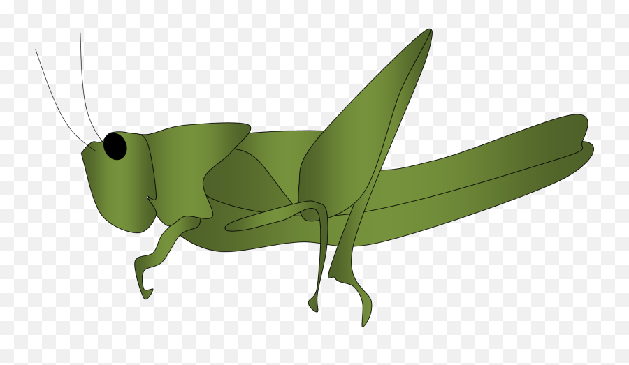 Free Grasshopper Cliparts Download Free Grasshopper Emoji,Grasshopper Emoticon Small Icon