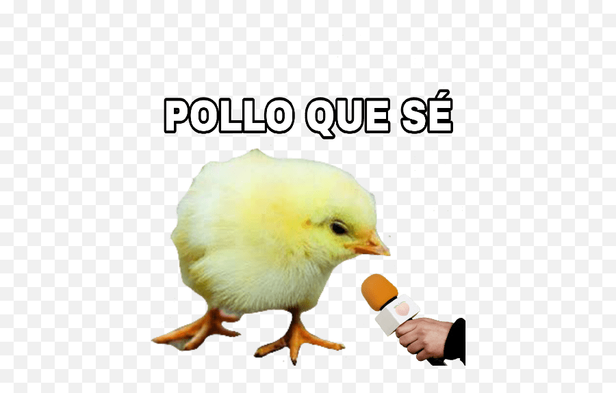 Animales Entrevistados Emoji,Emojis De Animalitos Pollito Naciendo