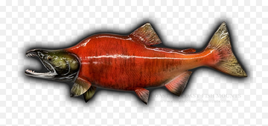 24 Sockeye Salmon Fish Mount Replica Emoji,Arowana Fish Emotion