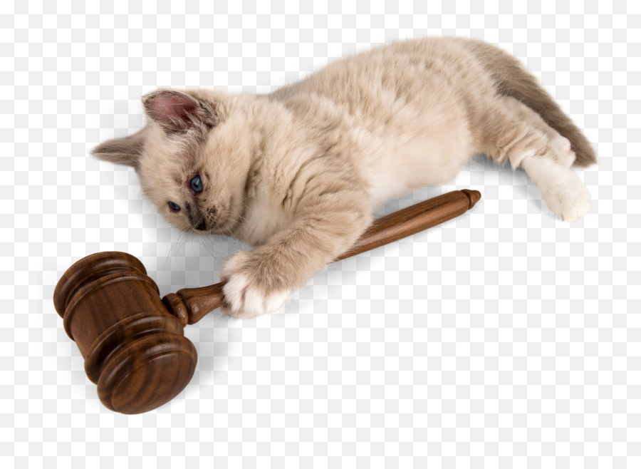 I Donu0027t Know How To Do A Hug Emoji But I Would If I Could - Cat,Justice Emoji Stuff