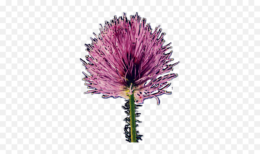 The Most Edited - Spiked Emoji,Thistle Emoji