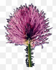 The Most Edited - Spiked Emoji,Thistle Emoji