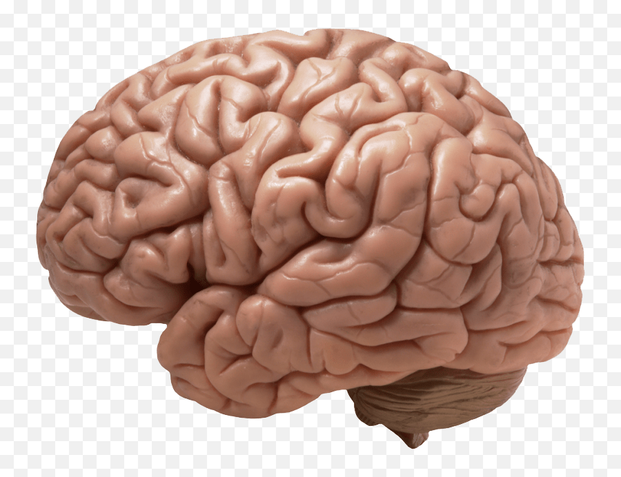 Tips U0026 Tricks Archives Rachelu0027s Nourishing Kitchen - Brain Png Transparent Emoji,Brain Figure Key Brain Structures Involved In Processing Emotion