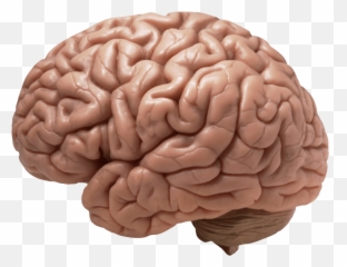 Tips U0026 Tricks Archives Rachelu0027s Nourishing Kitchen - Brain Png Transparent Emoji,Brain Figure Key Brain Structures Involved In Processing Emotion