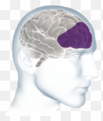 Inside The Brain - Two Brains Png Emoji,Emotion Location In Brain