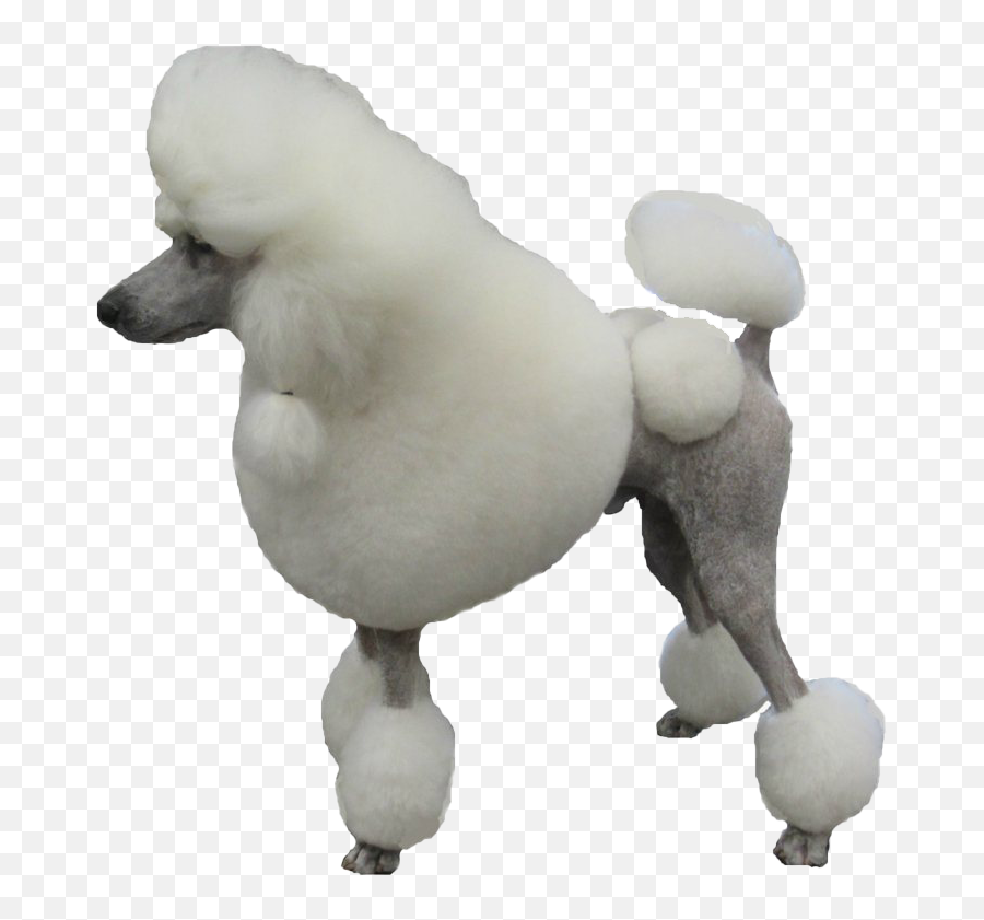 Poodle Png Transparent Images Png All - Transparent Background Poodle Png Emoji,Poodle Emoji