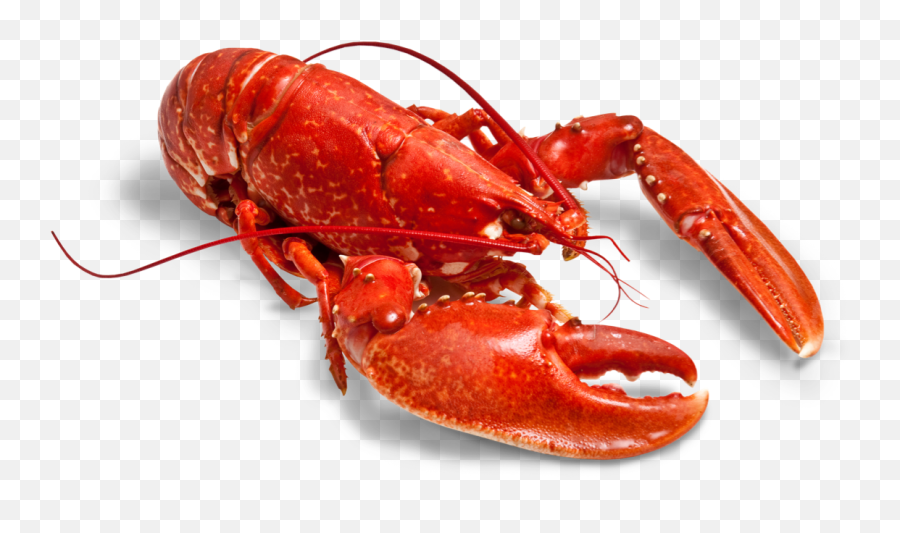 Lobster Posted By Ethan Sellers - World Largest Lobster Producer Country Emoji,Lobster Emoji