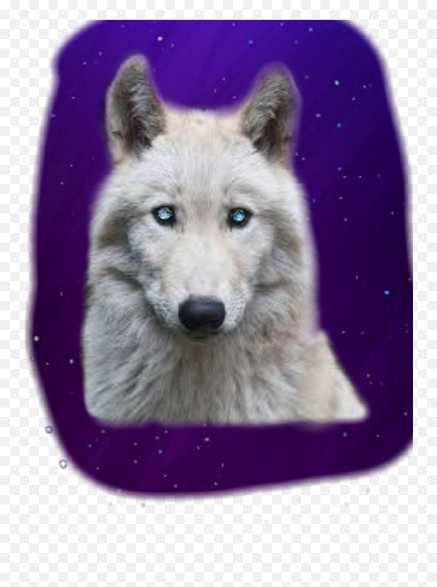 Wolf Moon Eye Eyeedit Sticker - Wolf Emoji,Wolf Moon Emoji